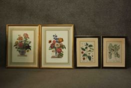 Four framed and glazed hand coloured engravings of plants and flowers, including two vases of