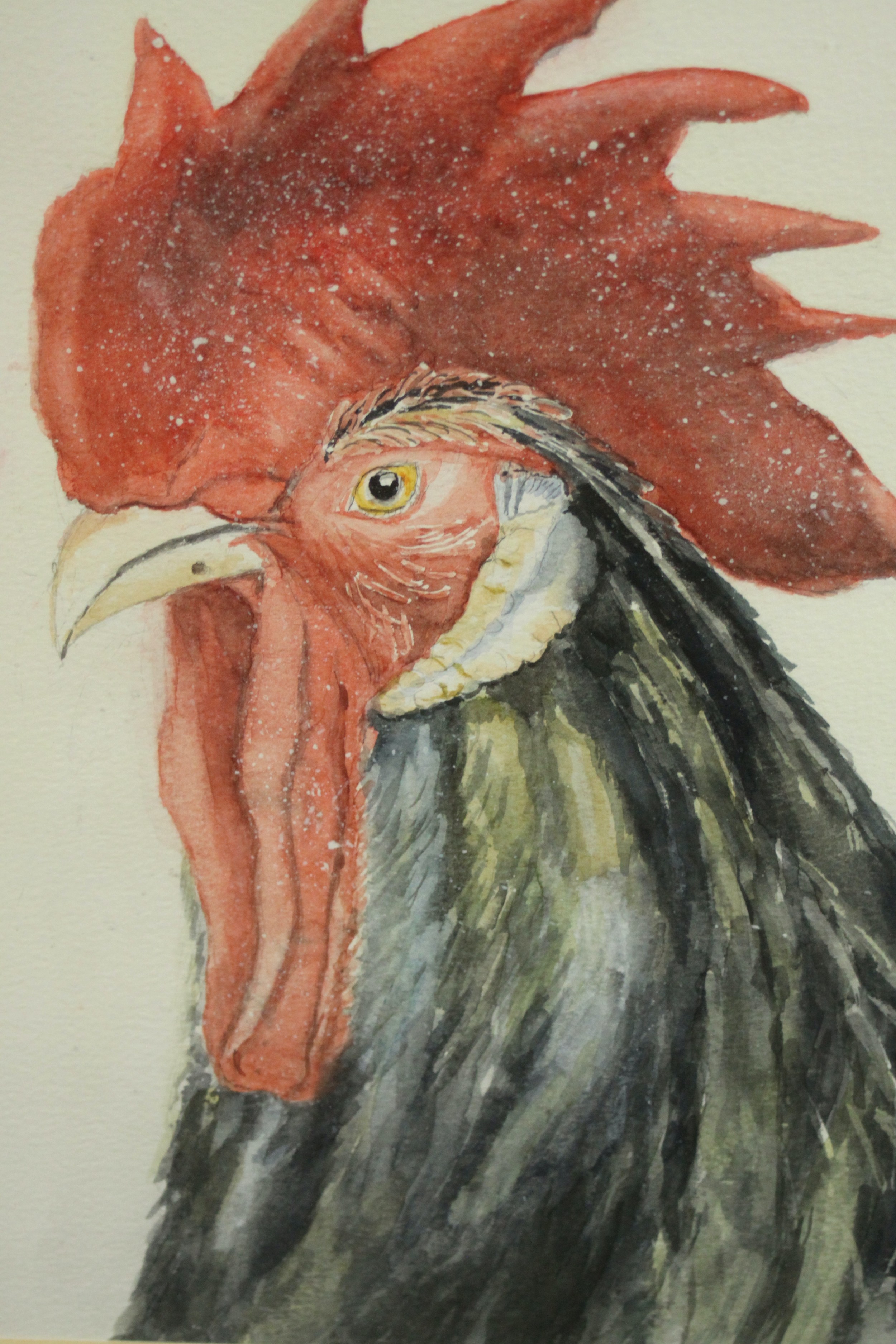 A framed and glazed watercolour of a black rooster, unsigned. H.46 W.37cm.