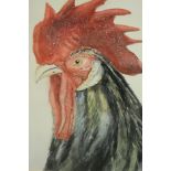 A framed and glazed watercolour of a black rooster, unsigned. H.46 W.37cm.