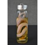 A pickled albino snake in a jar. H.32 Diam.10cm