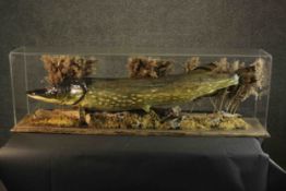 A taxidermy pike in a naturalistic setting within a display case, on a pine base. H.37 W.120 D.37cm.