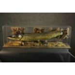 A taxidermy pike in a naturalistic setting within a display case, on a pine base. H.37 W.120 D.37cm.