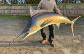 A LARGE LIFE-SIZE PAINTED MODEL OF A MARLIN