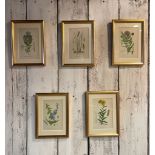 A SET OF FIVE PRINTS OF HERBS