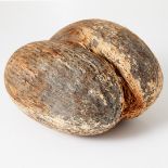 A LARGE COCO DE MER NUT (LODOICEA MALDIVICA) WITH KERNALS