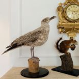 A TAXIDERMY SEAGULL