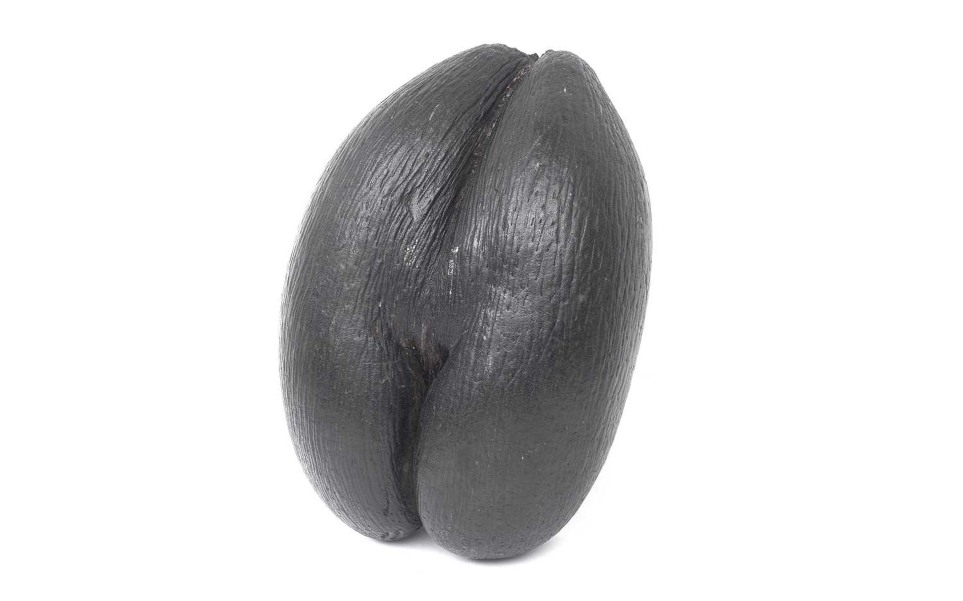 A LARGE COCO DE MER NUT (LODOICEA MALDIVICA)