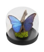 A GIANT BLUE MORPHO BUTTERFLY UNDER A GLASS DOME