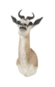 A TAXIDERMY SPRINGBOK (ANTIDORCAS MARSUPIALIS) HEAD.