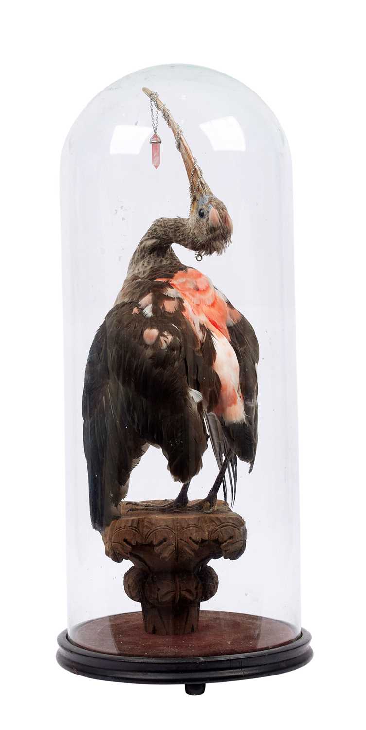 A TAXIDERMY SCARLET IBIS DISPLAYED UNDER A GLASS DOME - Image 2 of 2