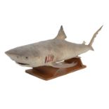 A TAXIDERMY BULL SHARK, JUVENILE FULL MOUNT