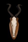 A SET OF RED HARTEBEEST HORNS