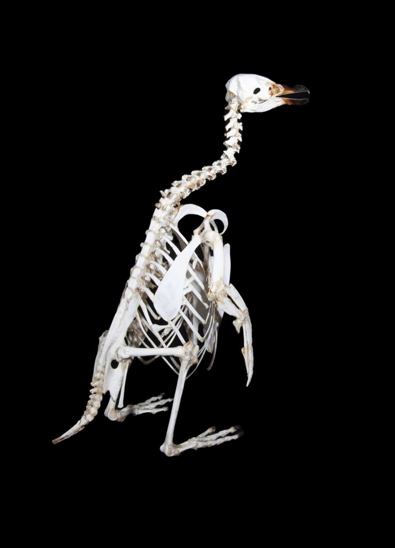 A TAXIDERMY / OSTEOLOGY PENGUIN SKELETON. - Image 2 of 8