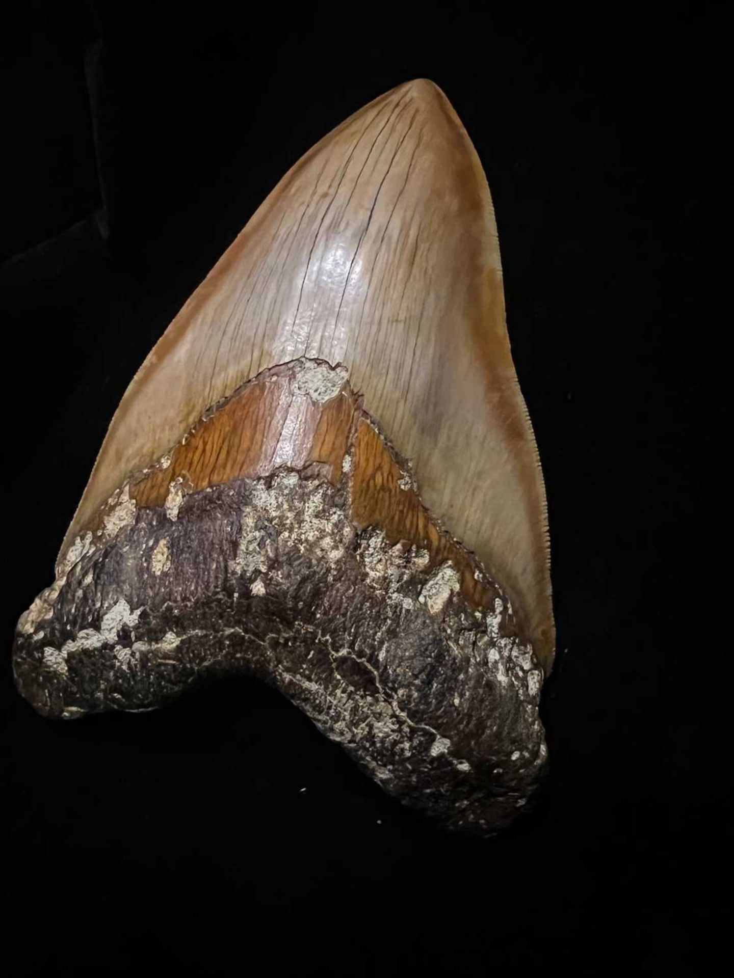 A LARGE FOSSILISED, EXTINCT MEGALODON SHARK TOOTH - Image 4 of 5