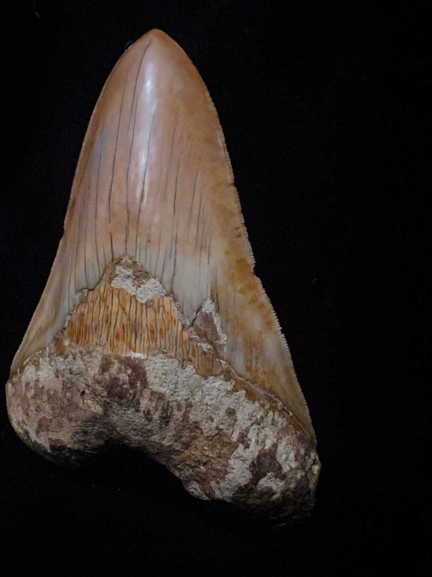 A LARGE MEGALODON SHARK TOOTH, 14.5CM LONG - Image 3 of 6