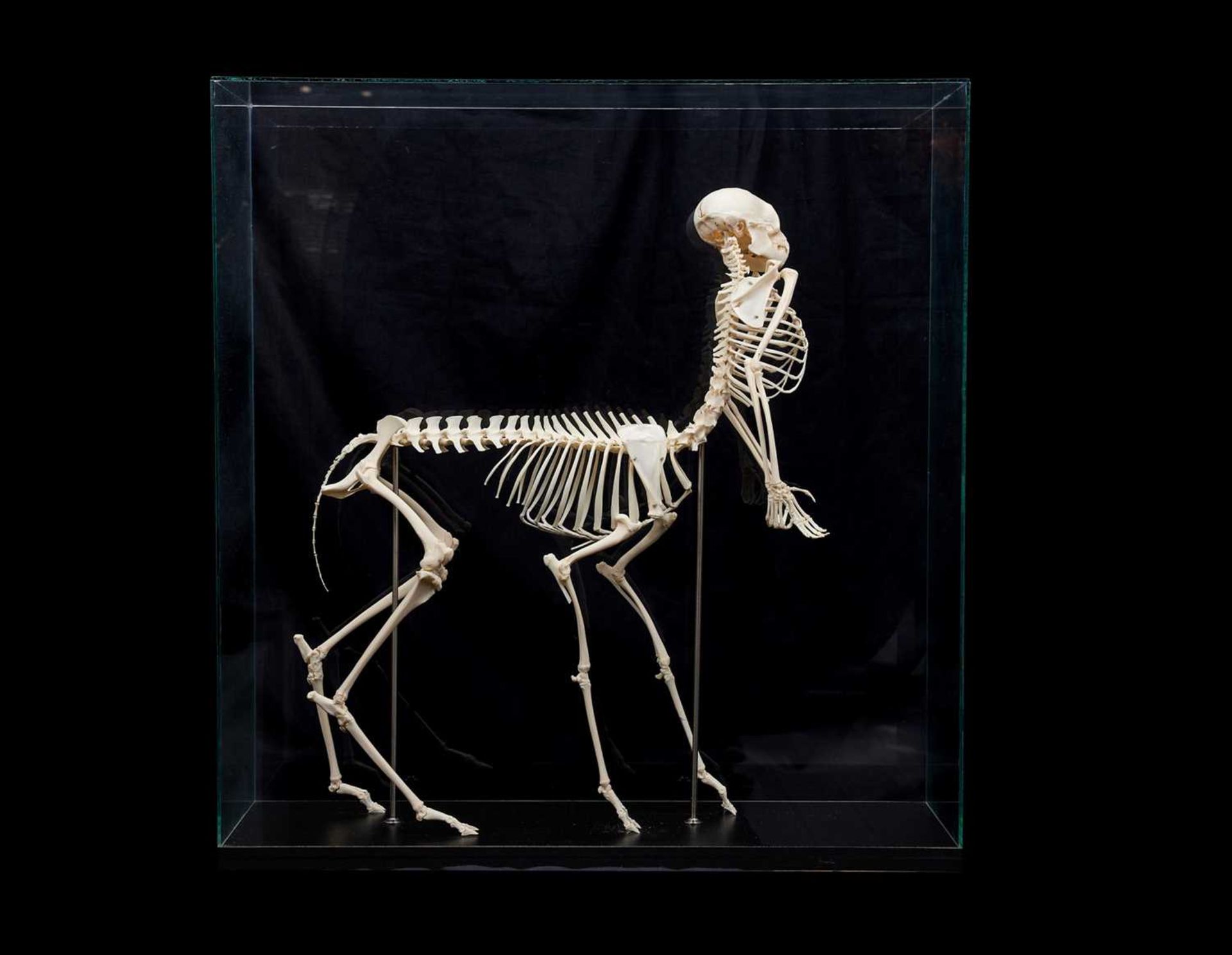 THE SKELETON OF A MINIATURE 'CENTAUR' - Bild 2 aus 2