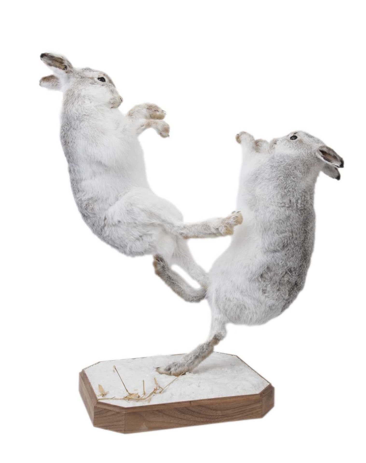 A TAXIDERMY STUDY OF A PAIR OF BOXING SCOTTISH MOUNTAIN HARES (LEPUS TIMIDUS) - Image 3 of 3