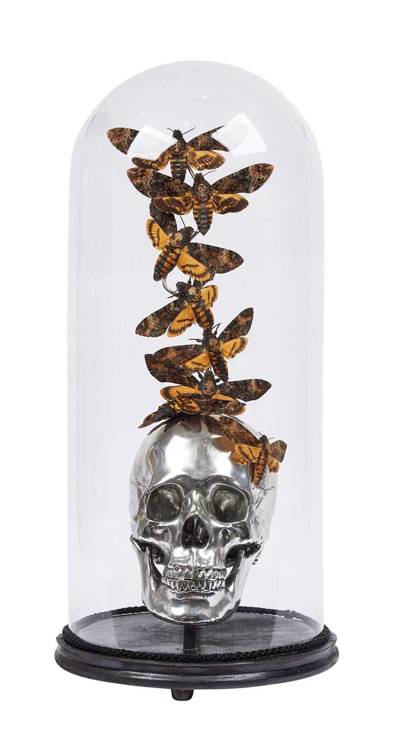 A MEMENTO MORI DISPALY OF A SILVERED SKULL WITH DEATH'S HEAD HAWK MOTHS