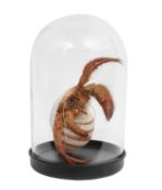 A TAXIDERMY HERMIT CRAB IN SHELL UNDER GLASS DOME