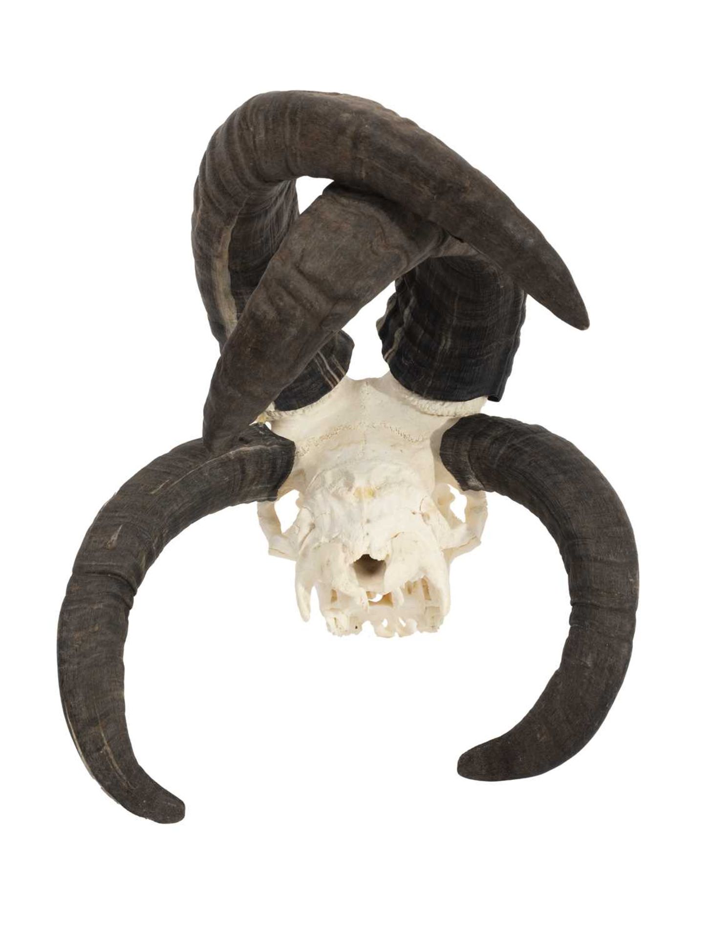 A FOUR HORN JACOB SHEEP SKULL WITH CROSSED HORNS - Bild 2 aus 2