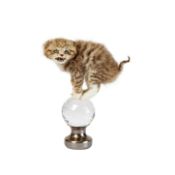 A TAXIDERMY KITTEN STOOD ON A GLASS BALL