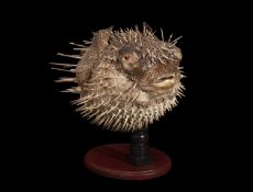 A TAXIDERMY PORCUPINEFISH