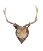 A TAXIDERMY RED DEER HEAD