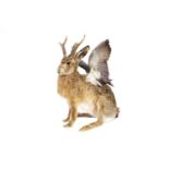 A TAXIDERMY 'WOLPERTINGER'