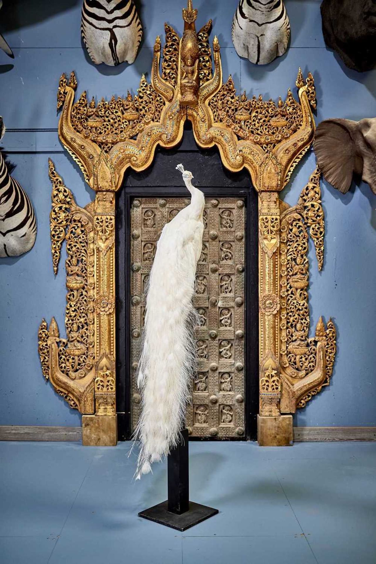 A TAXIDERMY WHITE PEACOCK (PAVO CRISTATUS) ON STAND