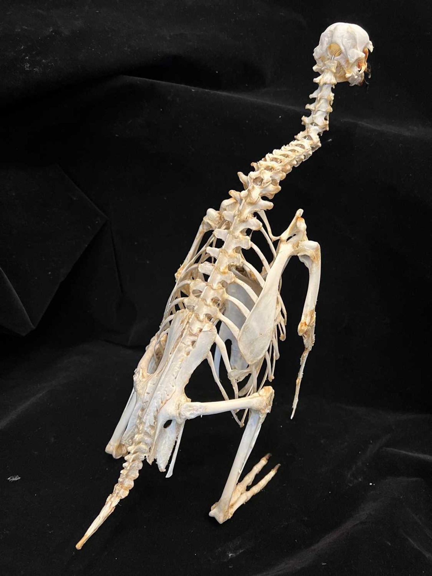 A TAXIDERMY / OSTEOLOGY PENGUIN SKELETON. - Image 7 of 8