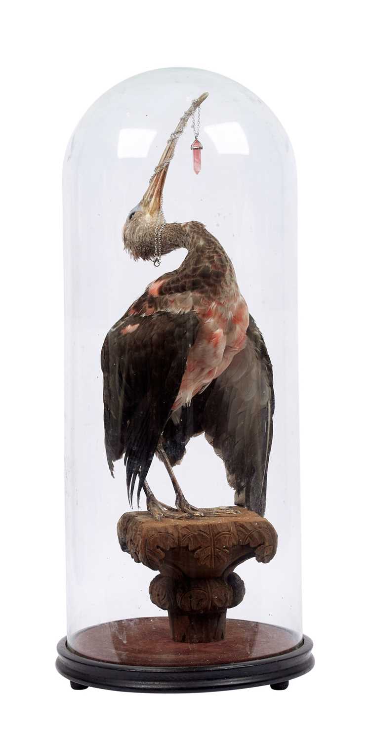 A TAXIDERMY SCARLET IBIS DISPLAYED UNDER A GLASS DOME