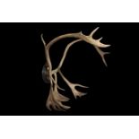 A SET OF LATE 19TH CENTURY REINDEER ANTLERS ON TURNED EBONISED WOOD SHIELD