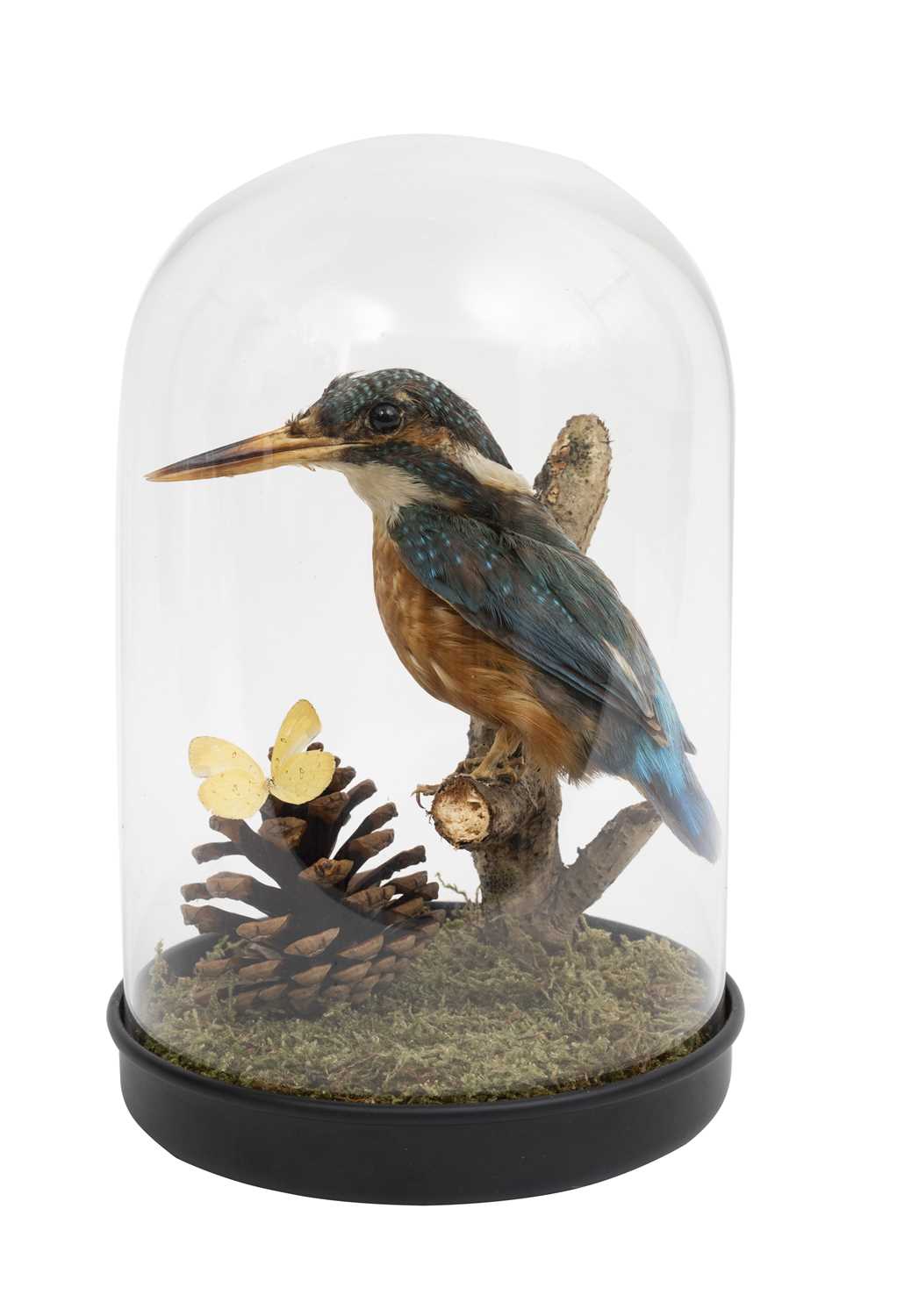 A TAXIDERMY KINGFISHER AND BUTTERFLY IN GLASS DOME