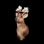 A TAXIDERMY MYTHICAL 'ATOLL STAG'