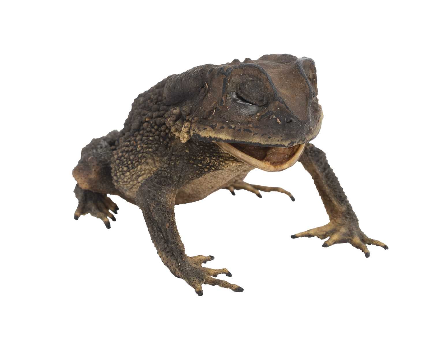 A TAXIDERMY ASIAN BLACK SPINED TOAD - Image 2 of 3