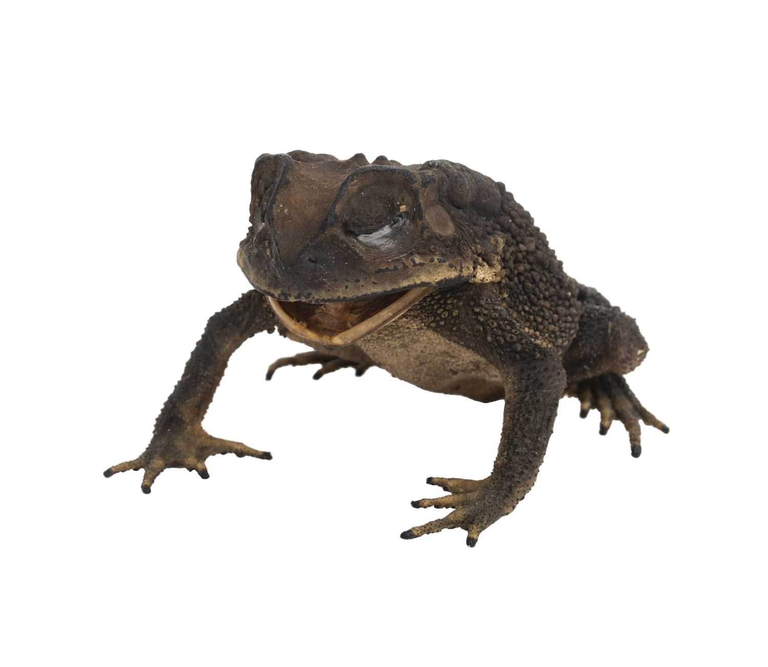 A TAXIDERMY ASIAN BLACK SPINED TOAD