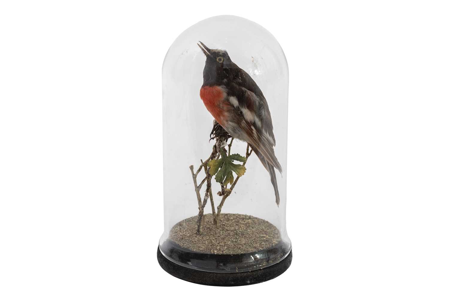 A TAXIDERMY SCARLET ROBIN (PETROICA BOODANG)