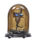 A TAXIDERMY SUNBIRD DISPLAYED UNDER A GLASS DOME