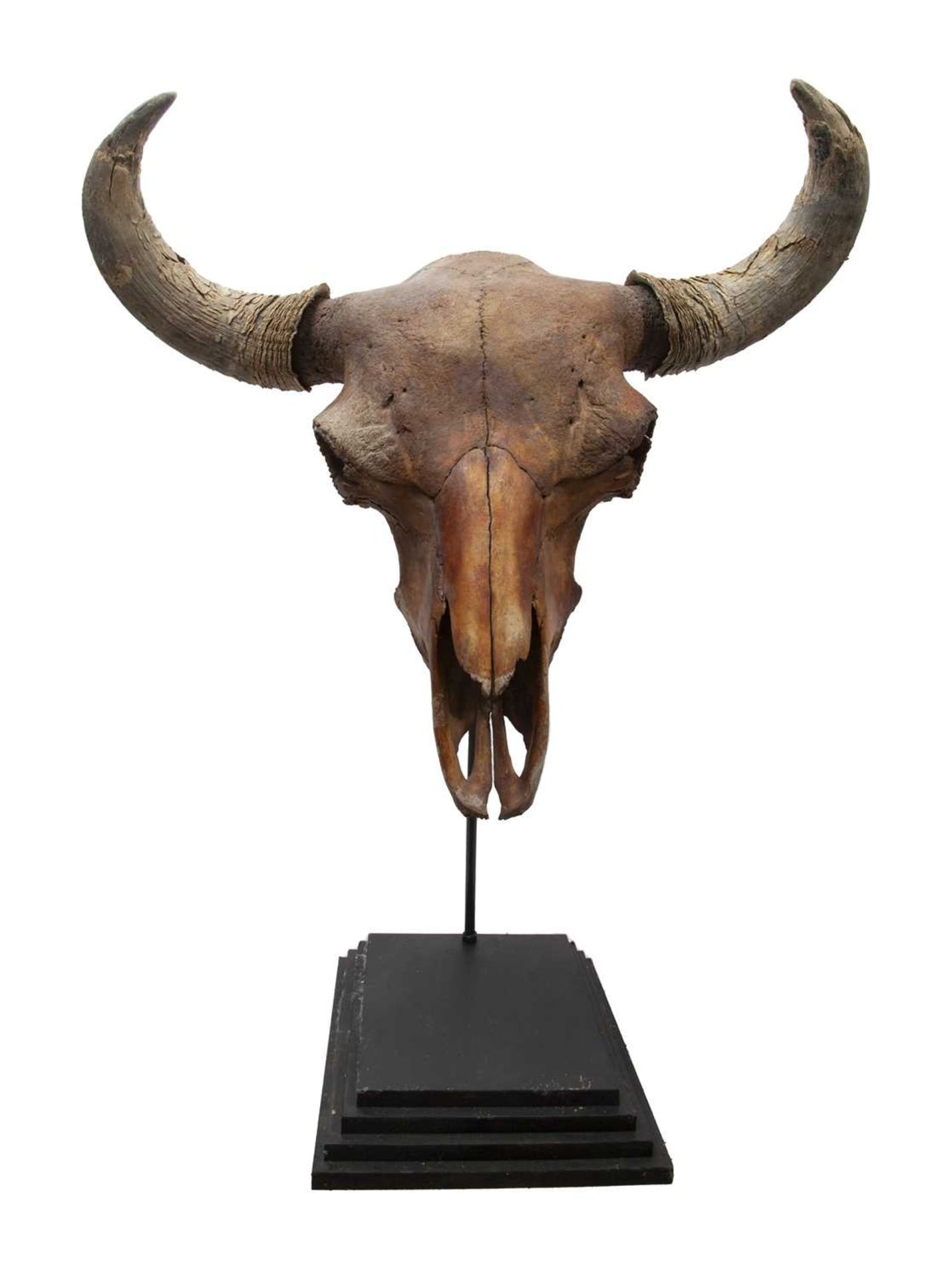 A RARE FOSSILISED SKULL OF AN EXTINCT STEPPE BISON, AT LEAST 10,000 YEARS OLD - Image 3 of 4