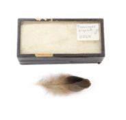 A FEATHER OF THE EXTINCT PASSENGER PIGEON (ECTOPISTES MIGRATORIUS)