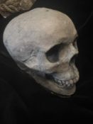 A COMPOSITION STONE MODEL OF A HUMAN SKULL