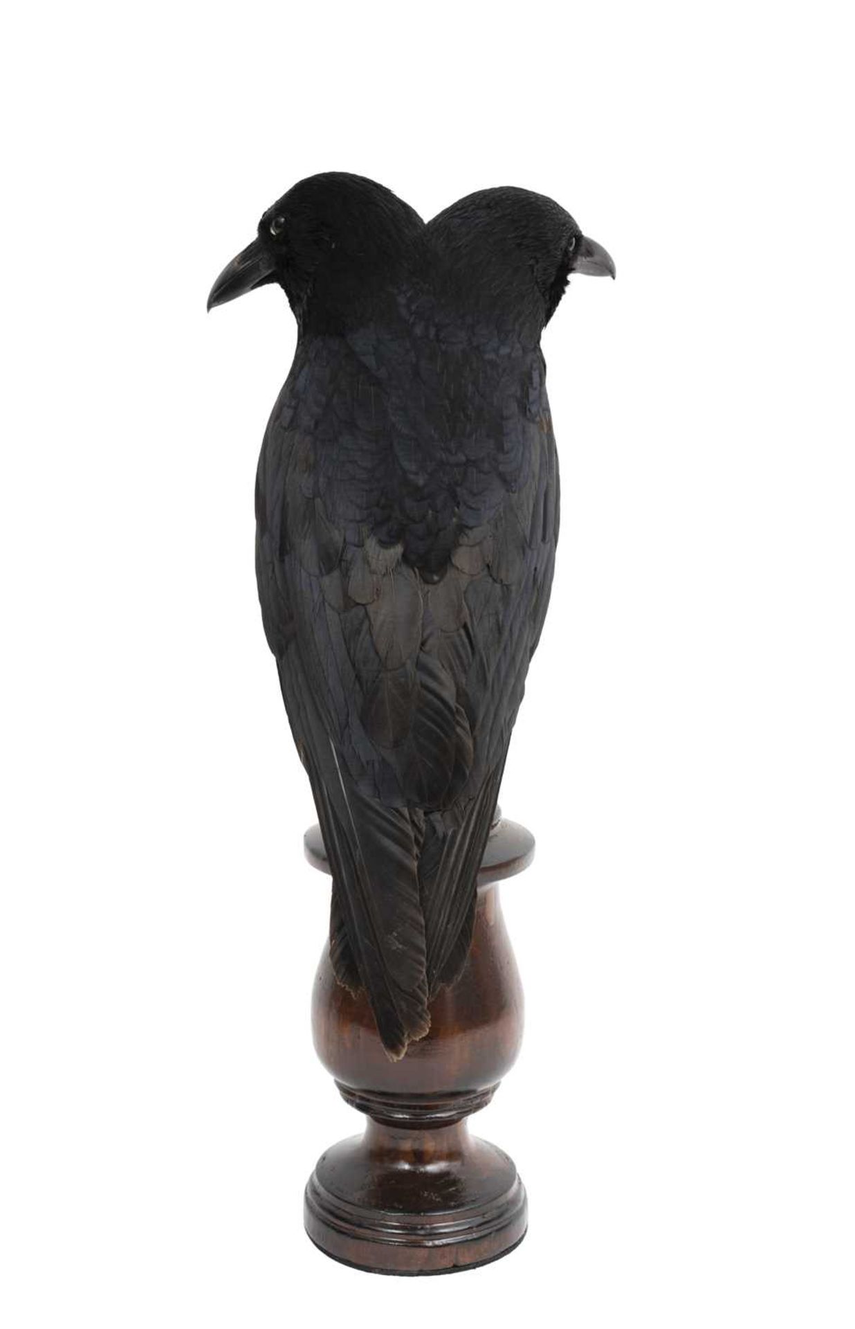 A TAXIDERMY TWO-HEADED CROW - Image 2 of 2