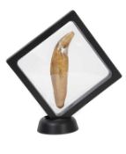 A FOSSILISED EXTINCT CAVE BEAR CANINE TOOTH, PLEISTOCENE (55,000 YEARS OLD).