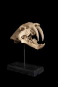 A REPLICA OF AN EXTINCT SABRE TOOTHED CAT SKULL