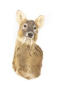 A TAXIDERMY CHINESE WATER DEER HEAD (HYDROPOTES INERMIS)