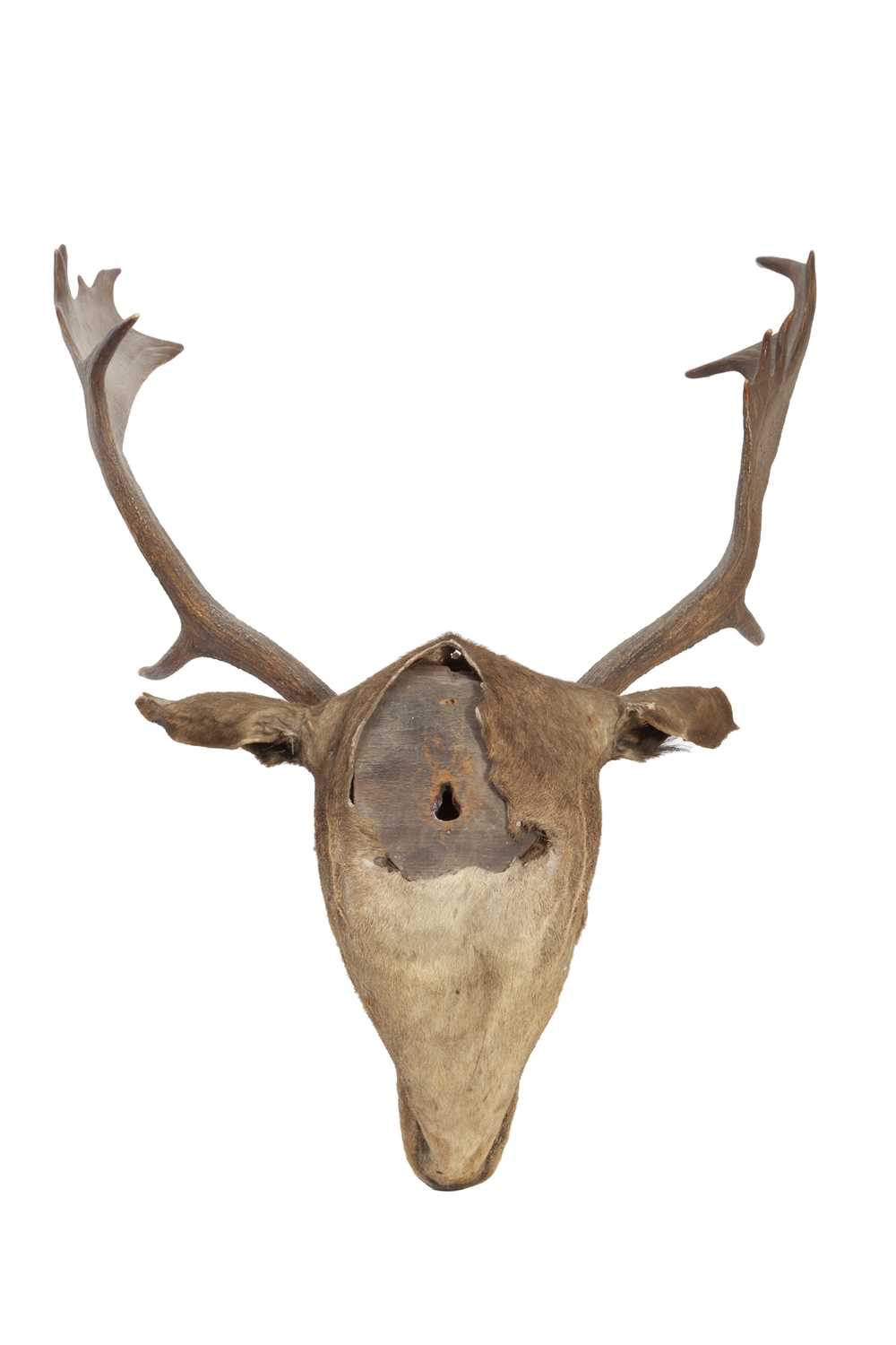 A TAXIDERMY FALLOW DEER HEAD - Image 2 of 2
