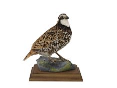 A TAXIDERMY BOBWHITE QUAIL (COLINUS VIRGINIANUS)