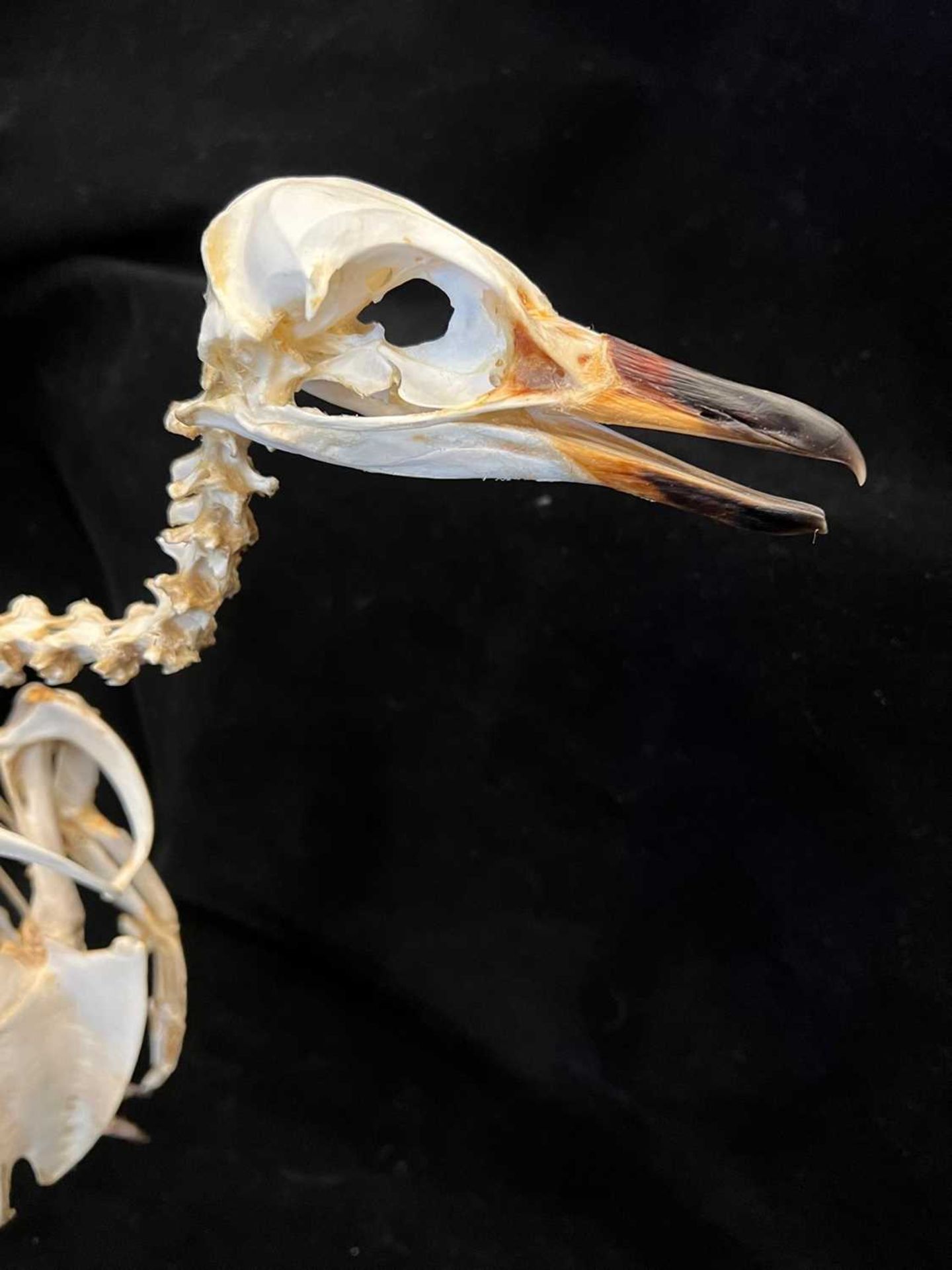 A TAXIDERMY / OSTEOLOGY PENGUIN SKELETON. - Image 5 of 8