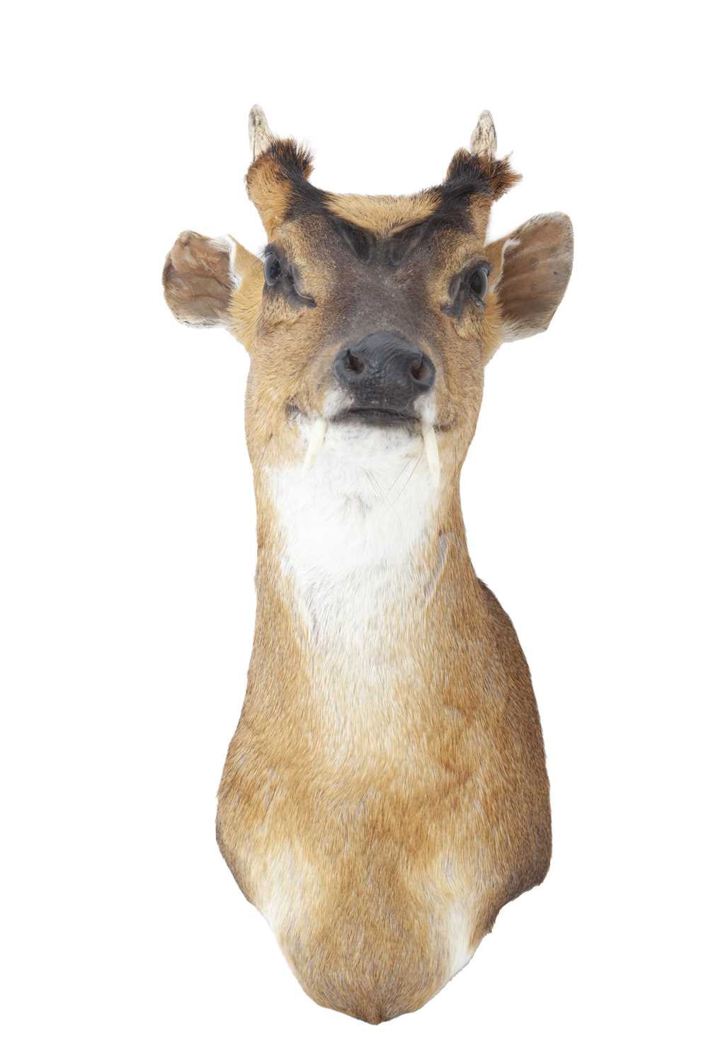 A TAXIDERMY MUNTJAC SHOULDER MOUNT (MUNTIACUS MUNTJAK)