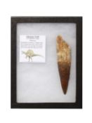 A FOSSILISED SPINOSAURUS DINOSAUR TOOTH